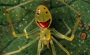 Happy Face Spider