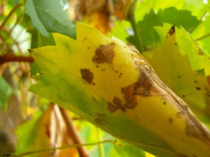 Smiley-Weinblatt